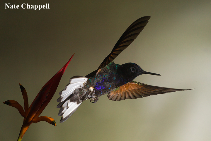 Velvet-purple Coronet