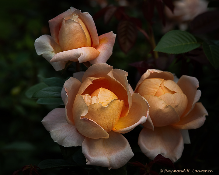 Three Sisters