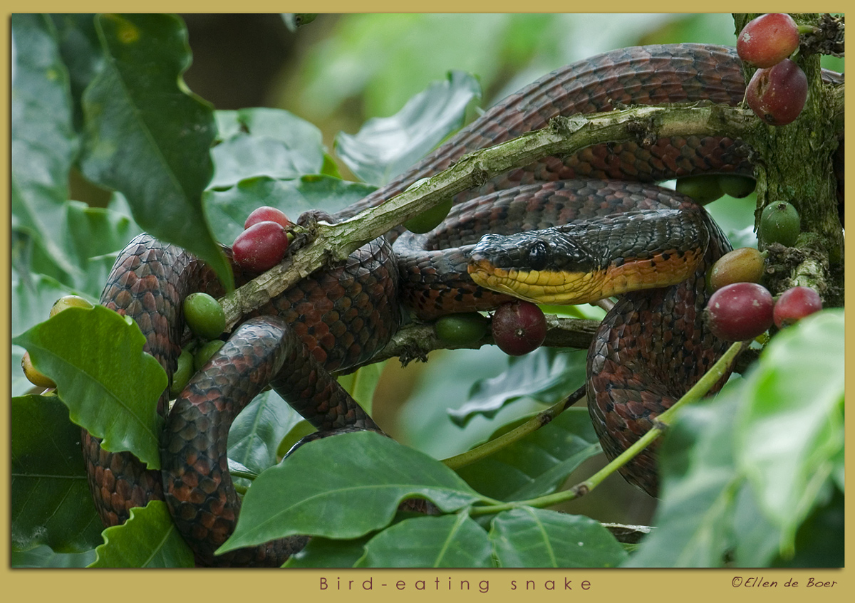 Bird-eating Snake