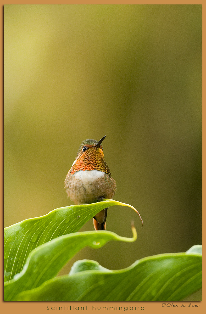 Scintillant hummingbird