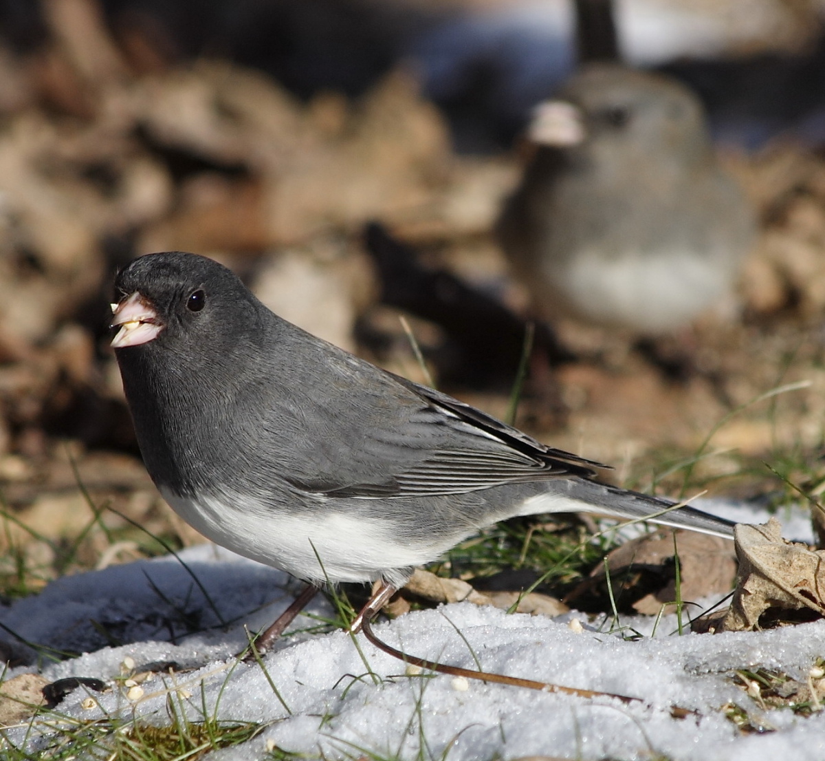 Northern Junco With Repost