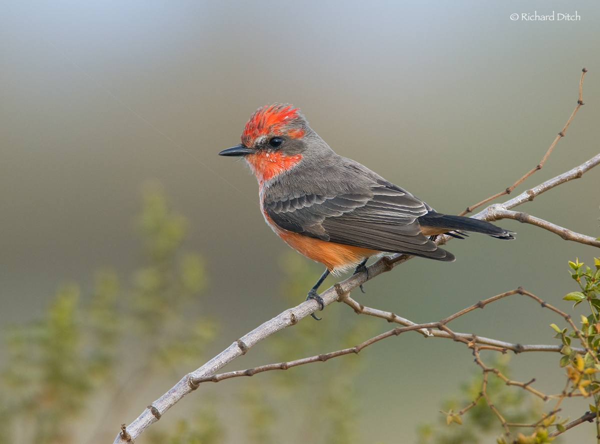 Vermilion Flycatcher