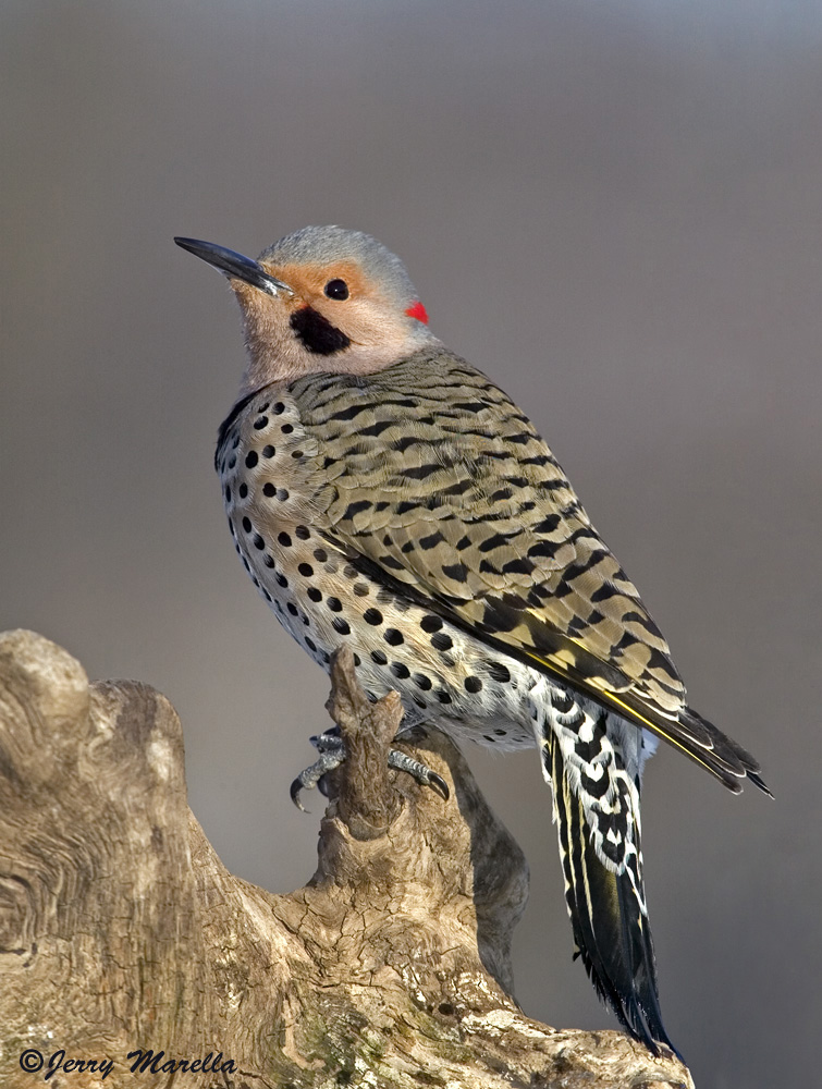 Male Northern flicker