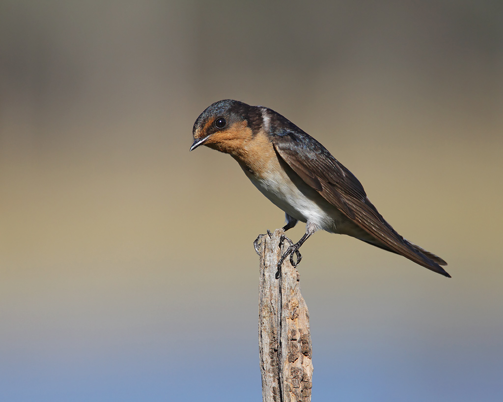 Welcome Swallow