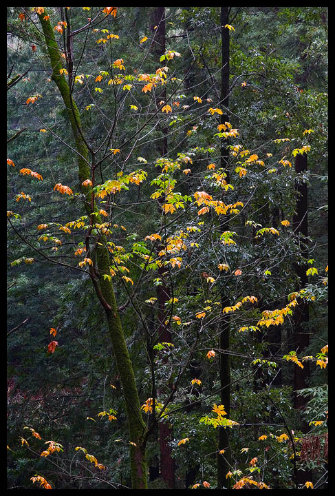 Forest Symphony 