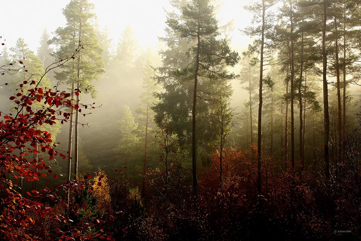 Misty Morning