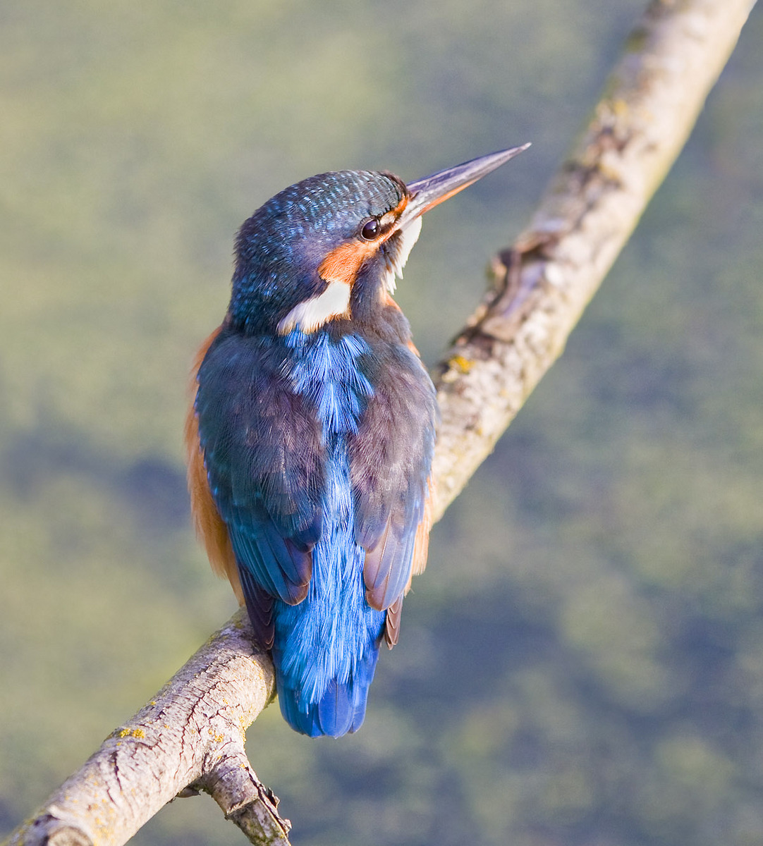 Kingfisher