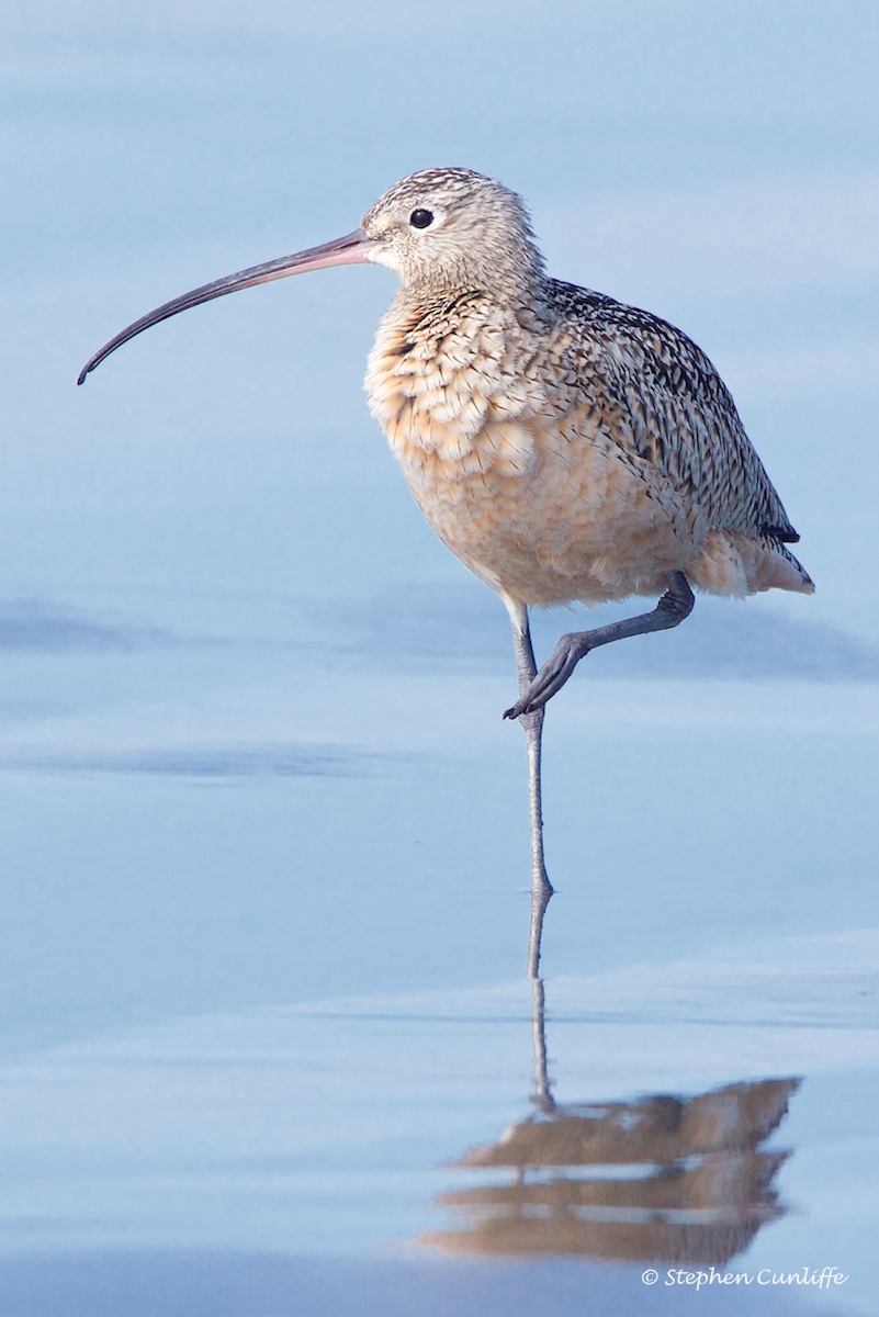 Long-billed Curlew
