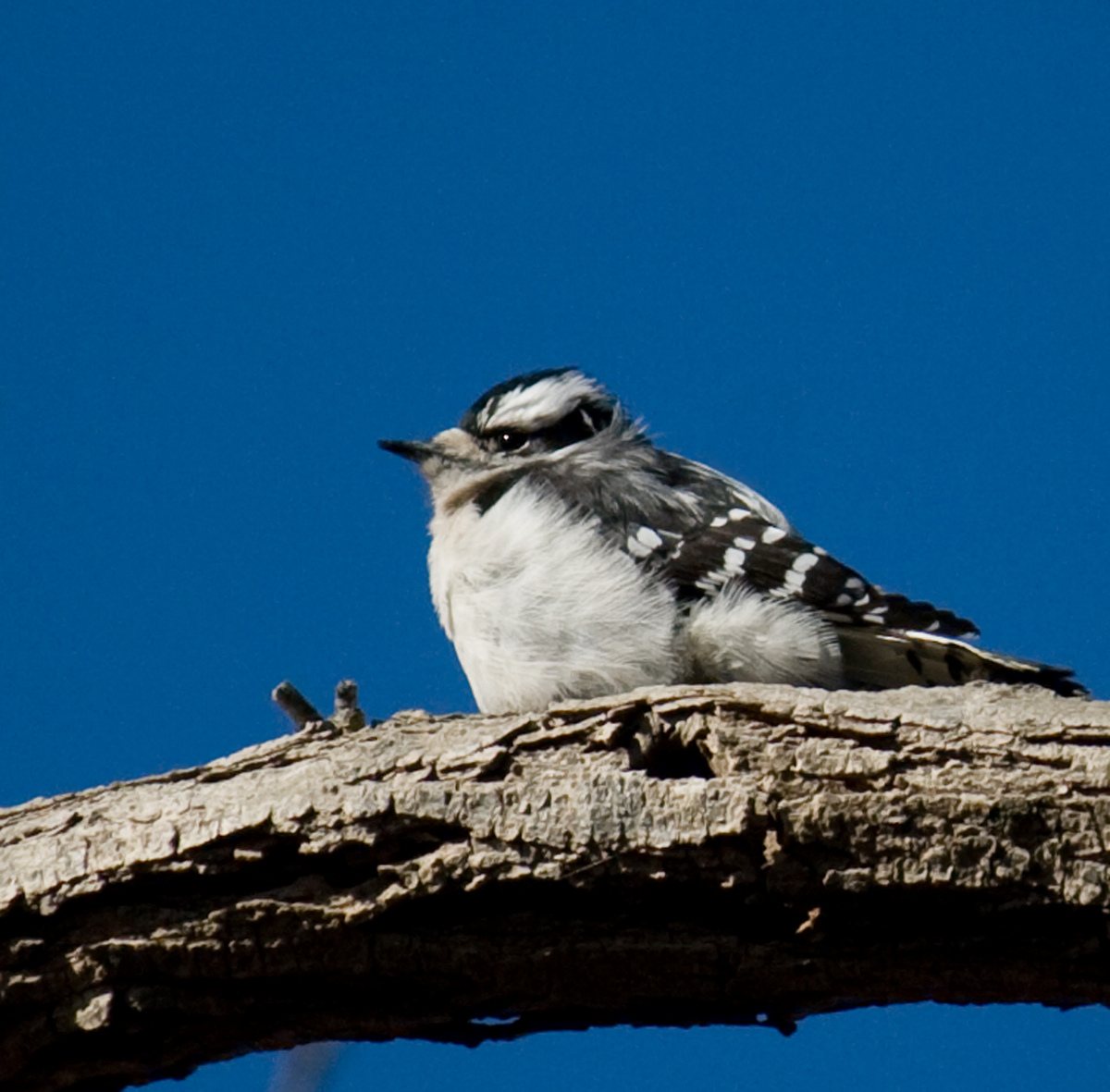Downy Woodpecker? 