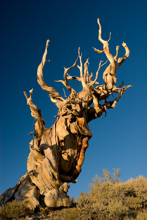 Bristlecone + BW repost
