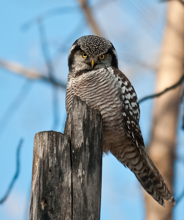 Northern Hawk Owl
