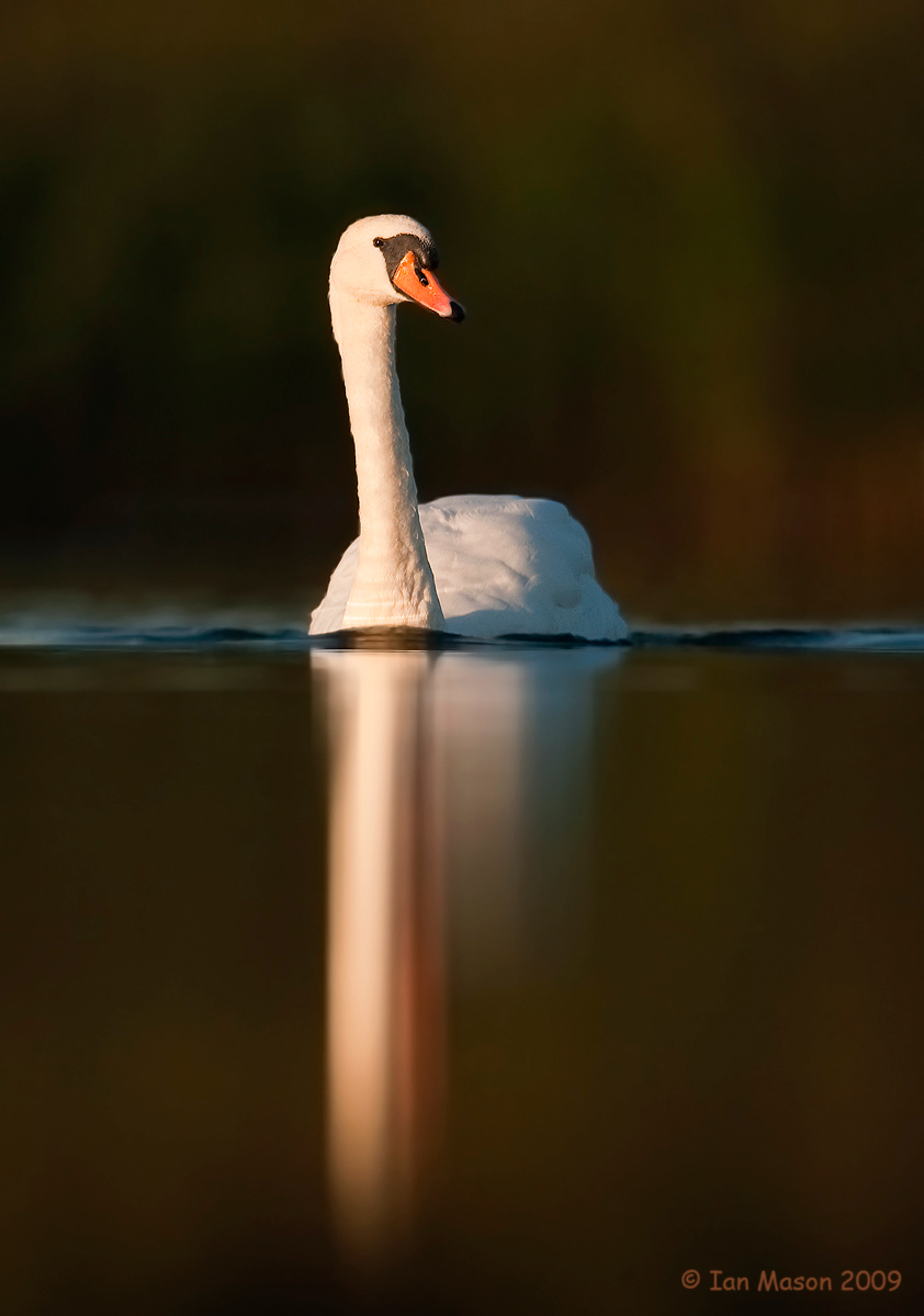 Swan