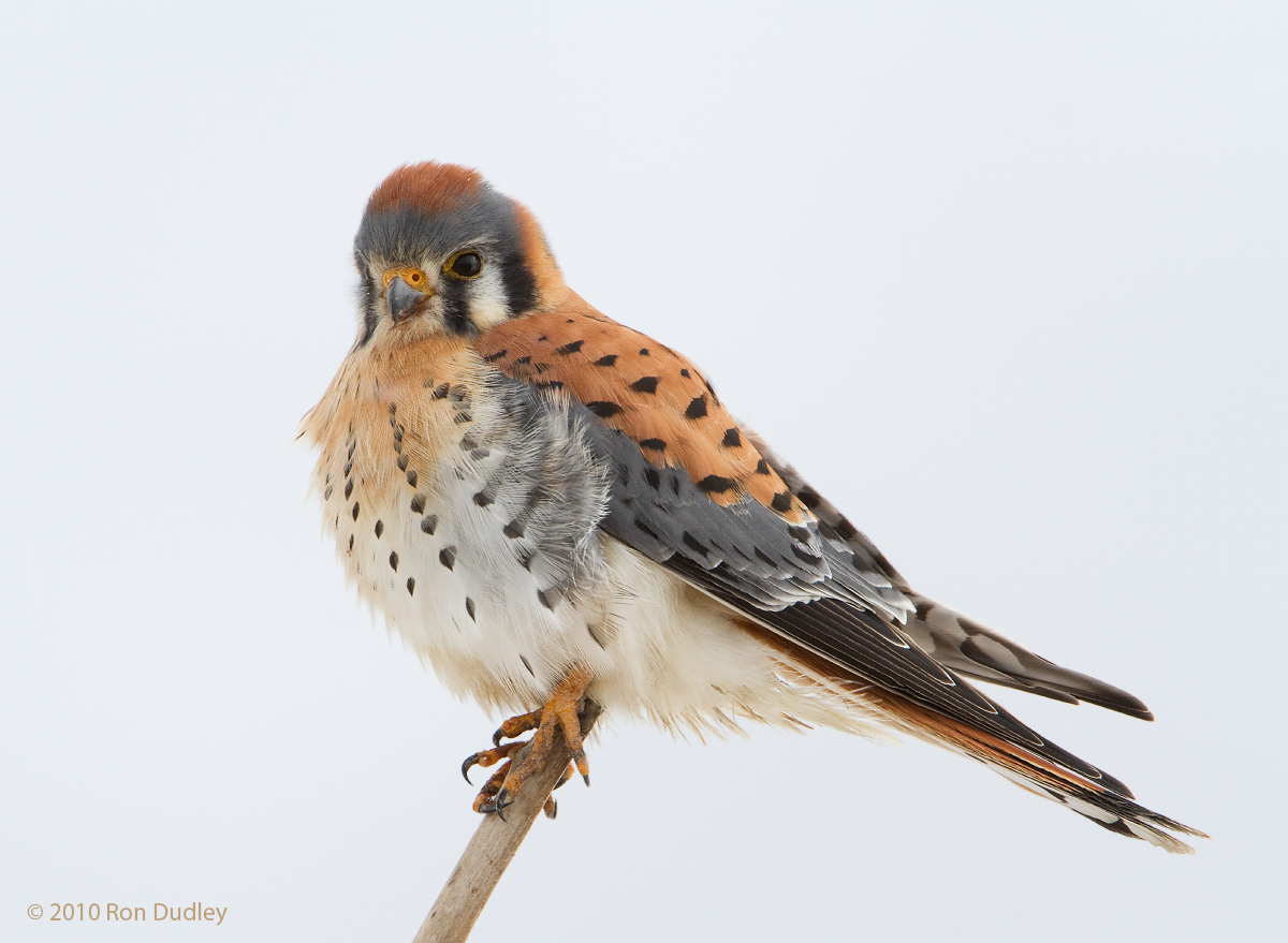 American Kestrel
