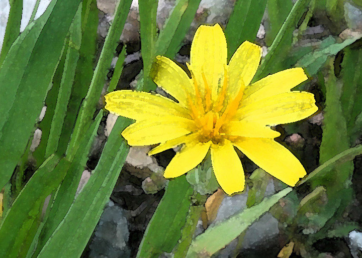 Watercolor Flower