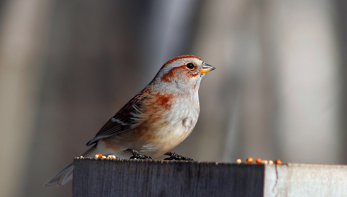 American Tree Sparrow