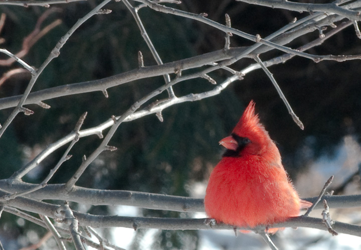 Canadian Cardinal