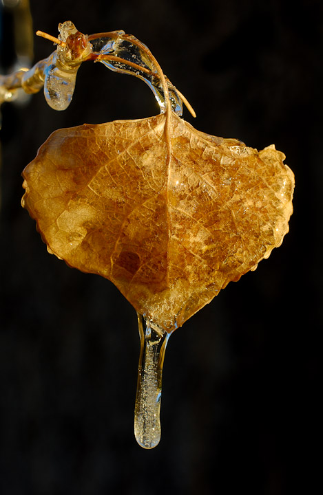 Ice Coated Leaf