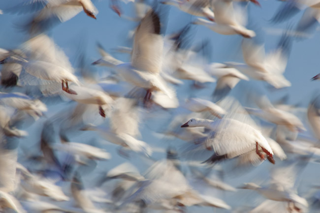 Snow Geese in Flight