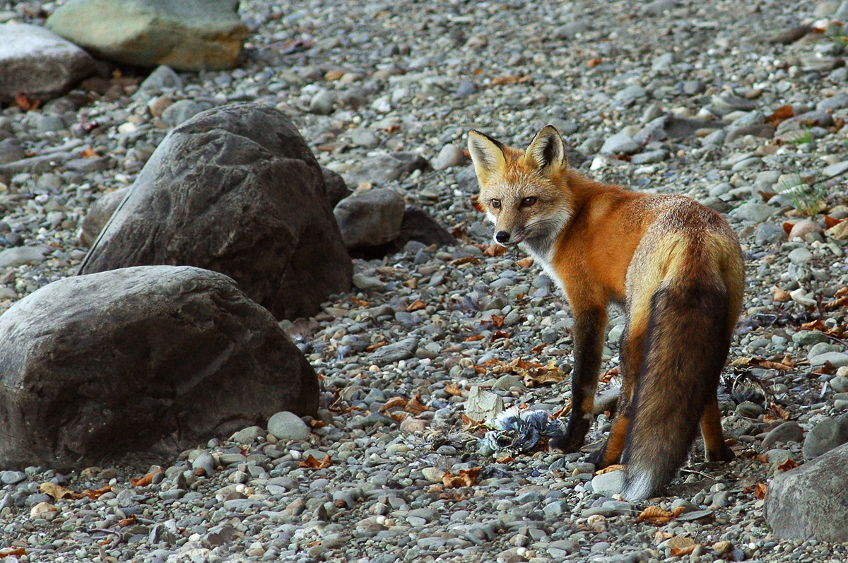 Fox scavenging jay
