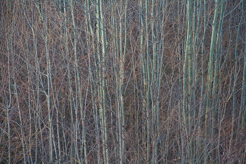 Entanglement