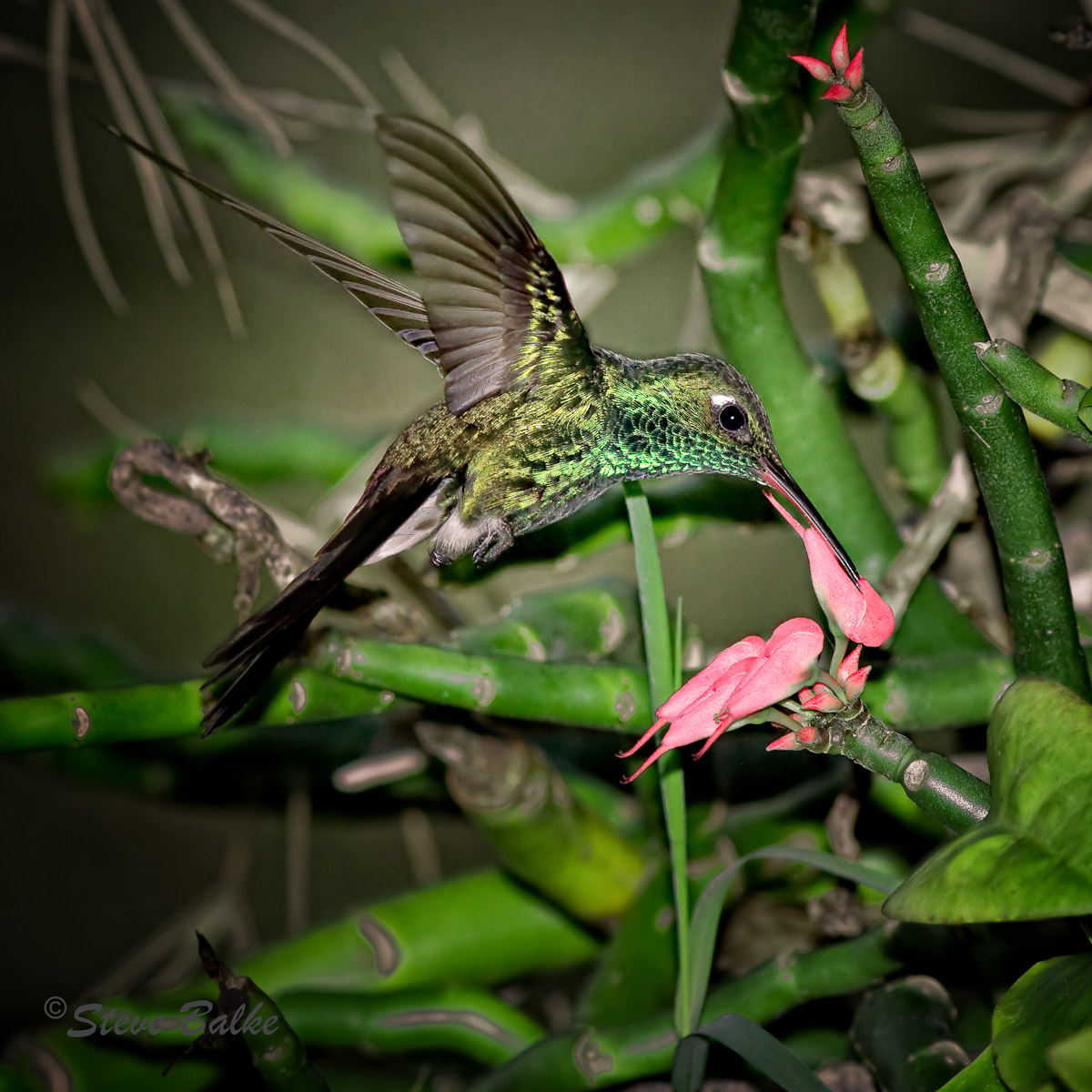 Emerald+RepostUsingBokeh