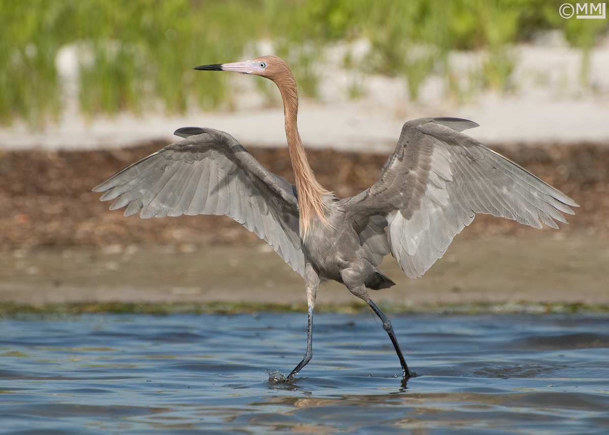 Reddish Egret