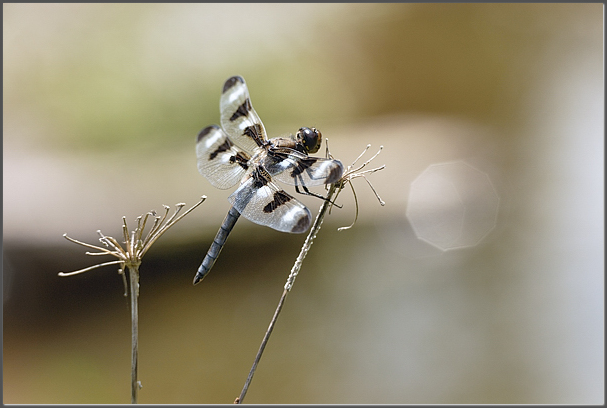 Twelve-spotted skimmer