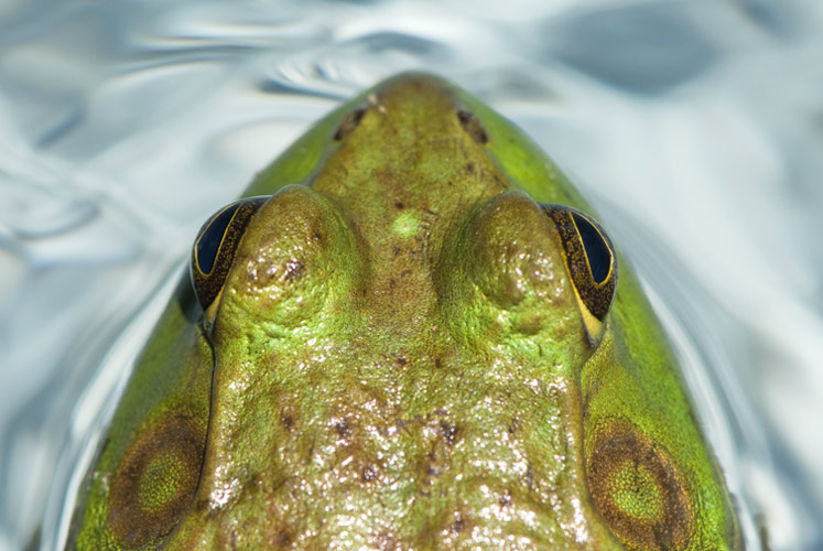 Swimming with Bull Frogs