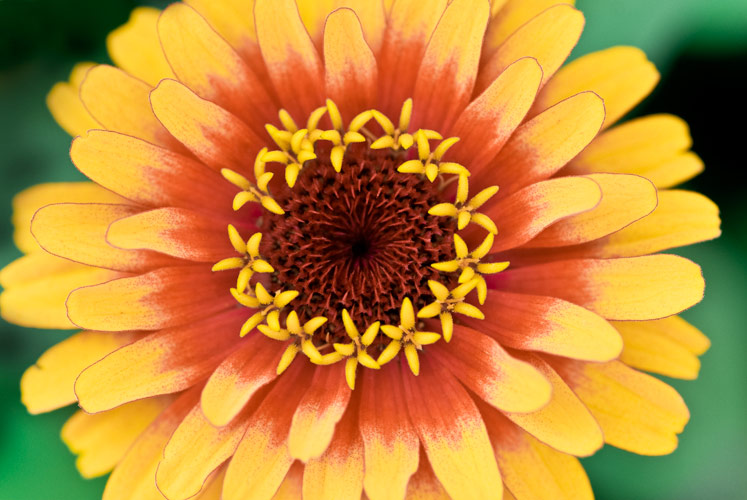 Zinnia