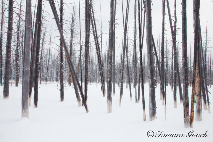 Bobby Sock Forest Winter