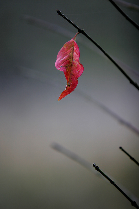Remain of the Fall