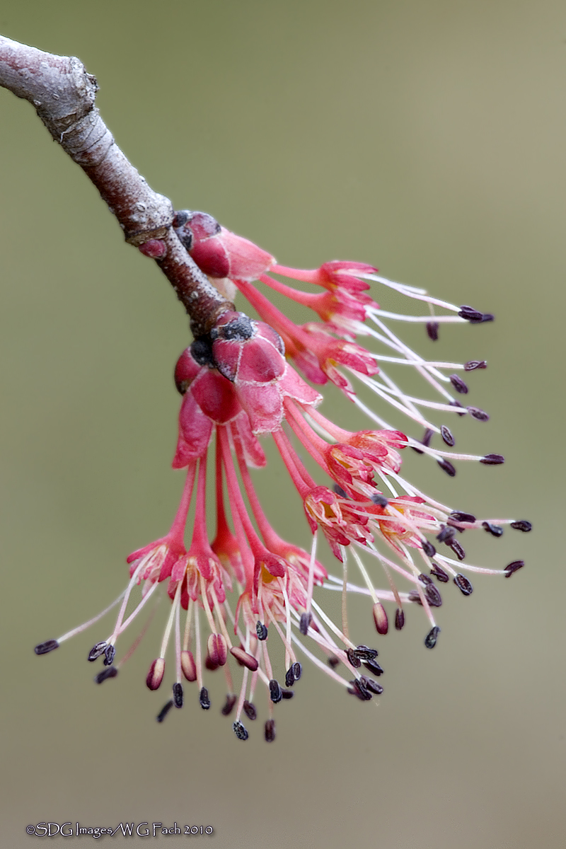 Sprigs of Hope