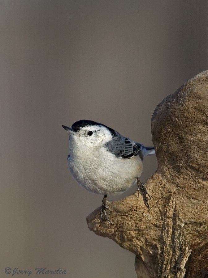 WB Nuthatch