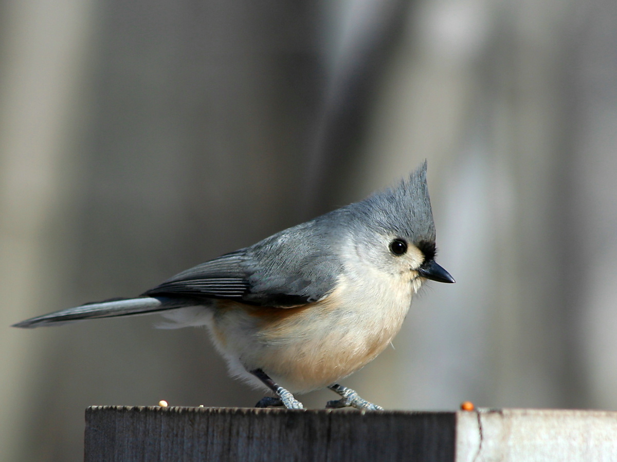 Tufted Titmouse