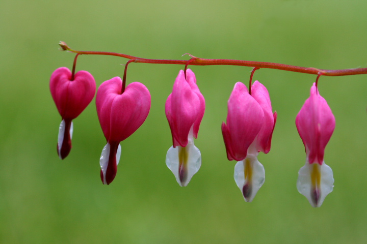 Bleeding Hearts