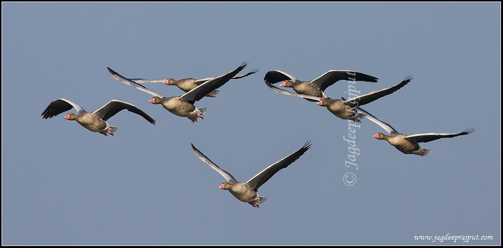 Greylag Geese formation