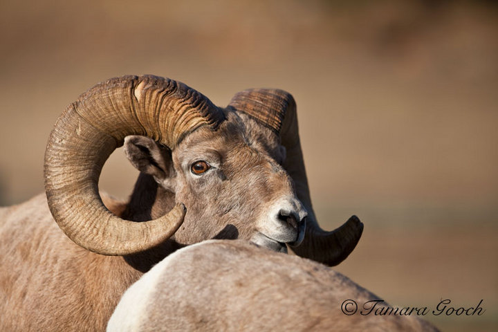 Impassioned Big Horn