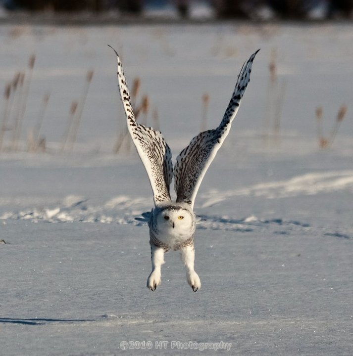 The Snowy returns