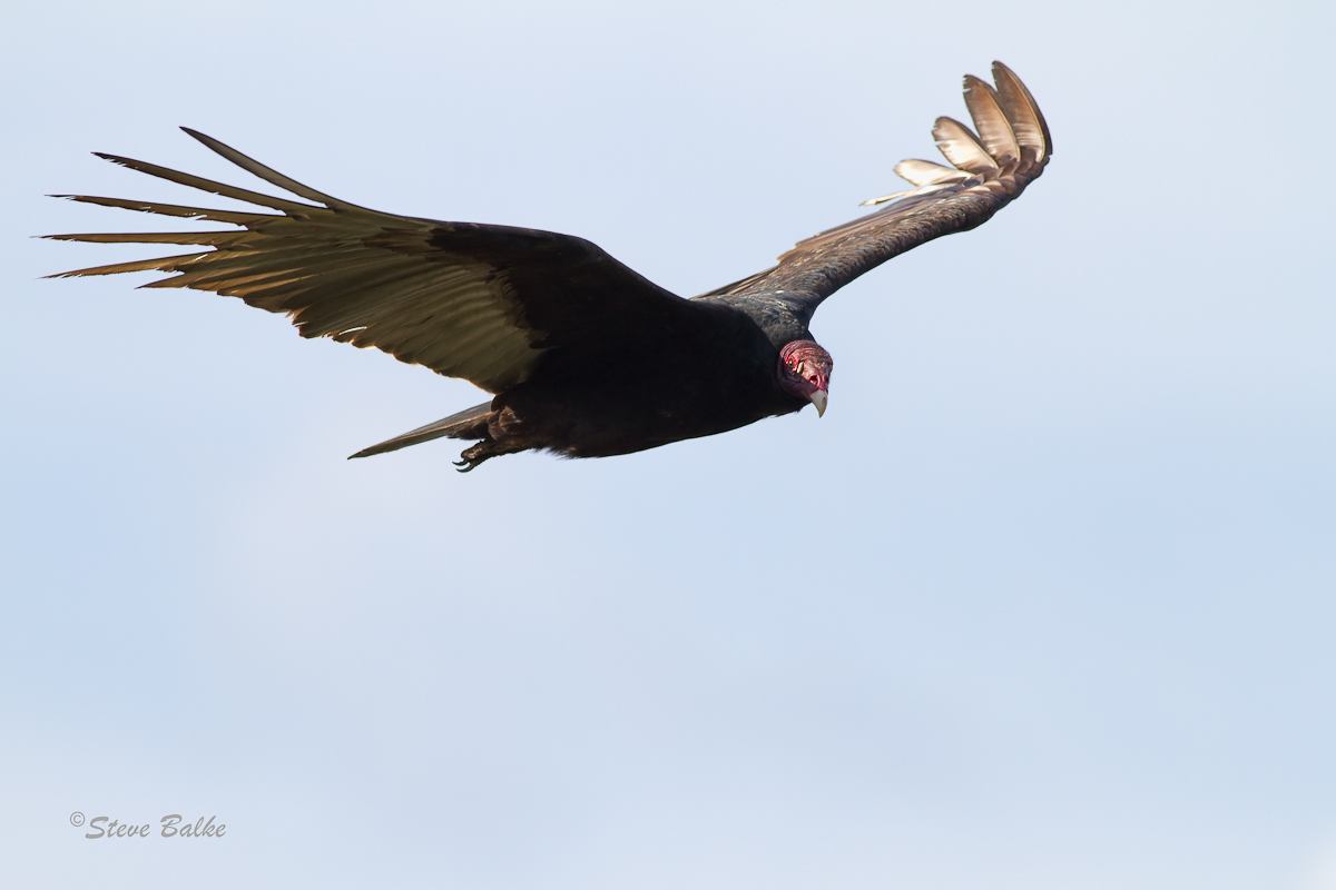 TurkeyVulture+Repost