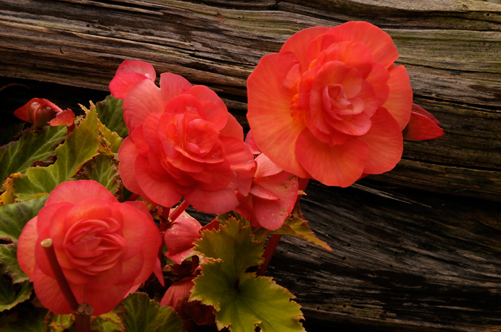 Old Cedar and Begonia