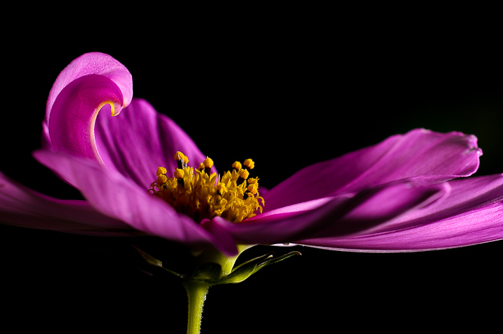 Cosmos Flower