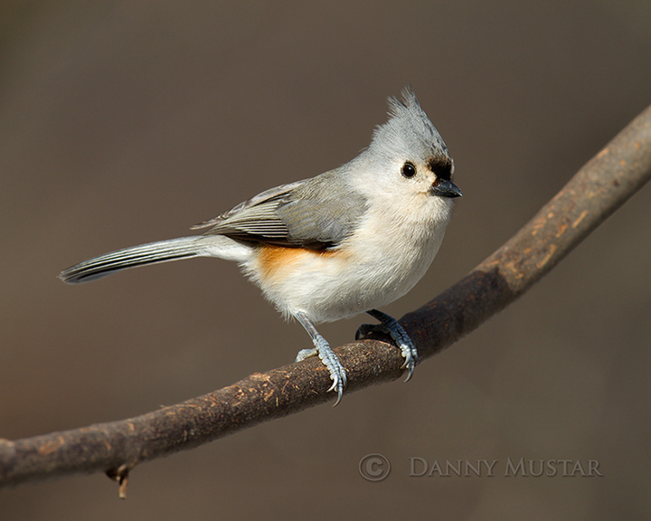 Tufted Titmouse