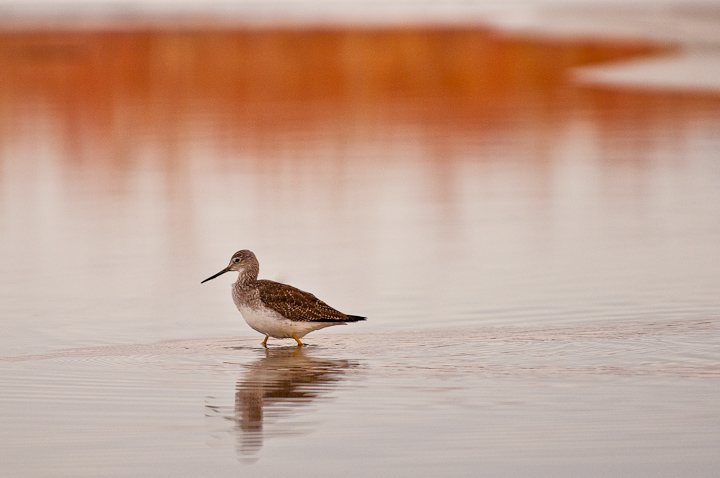 Sandpiper 