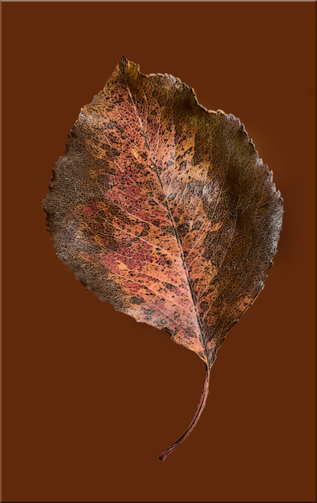 Autumn Leaf
