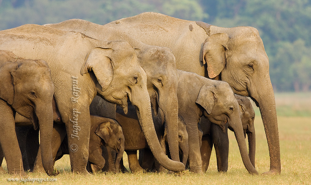 Formation of Elephants
