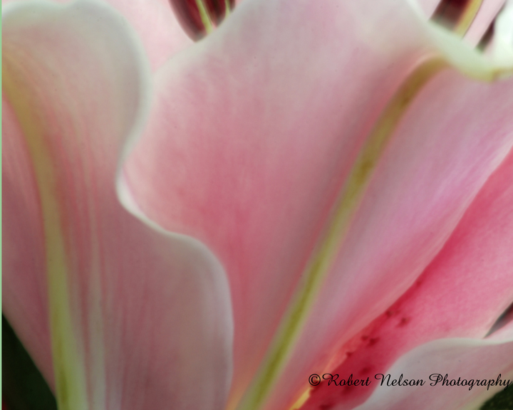 pastel + repost