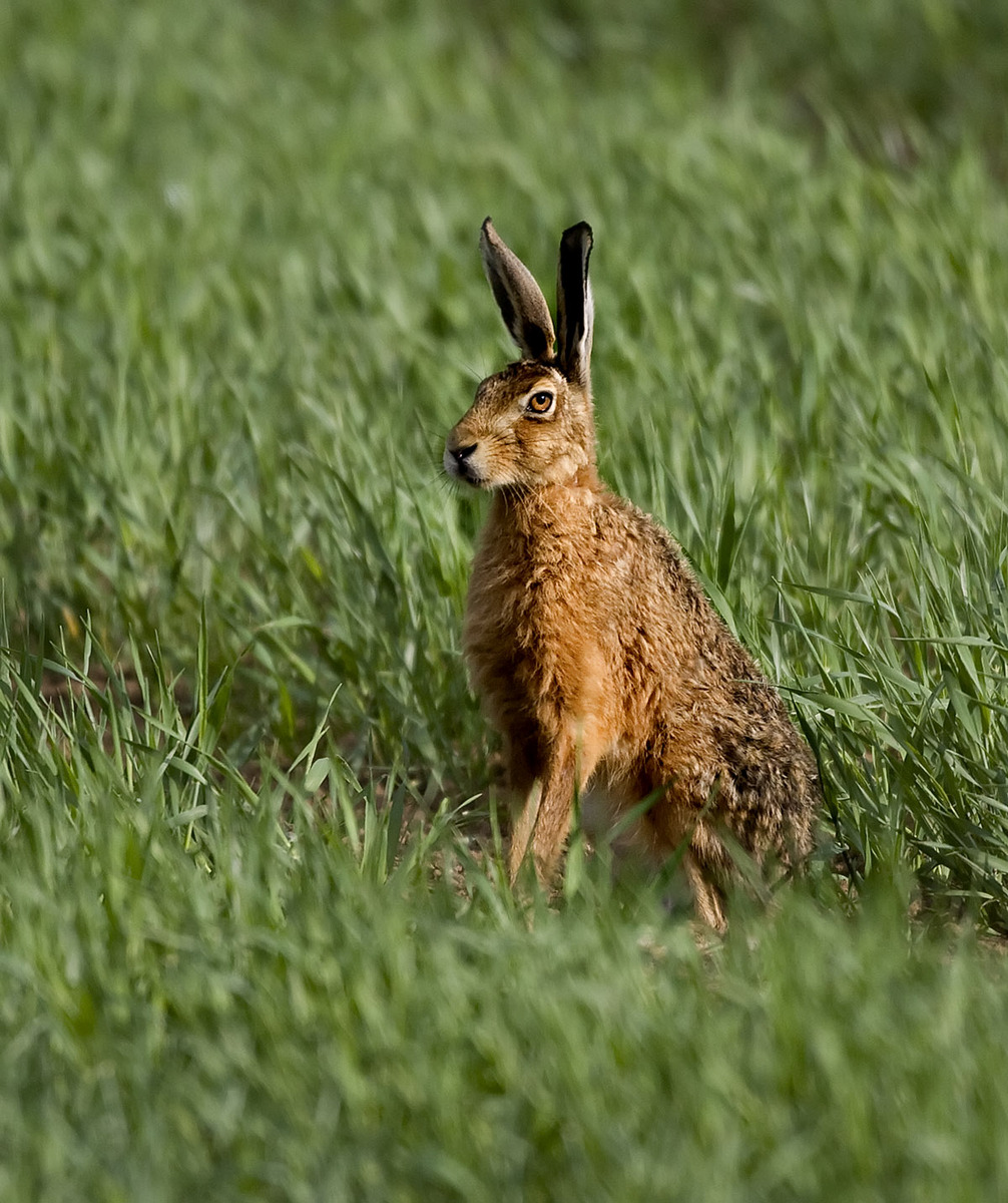 Brown Hare