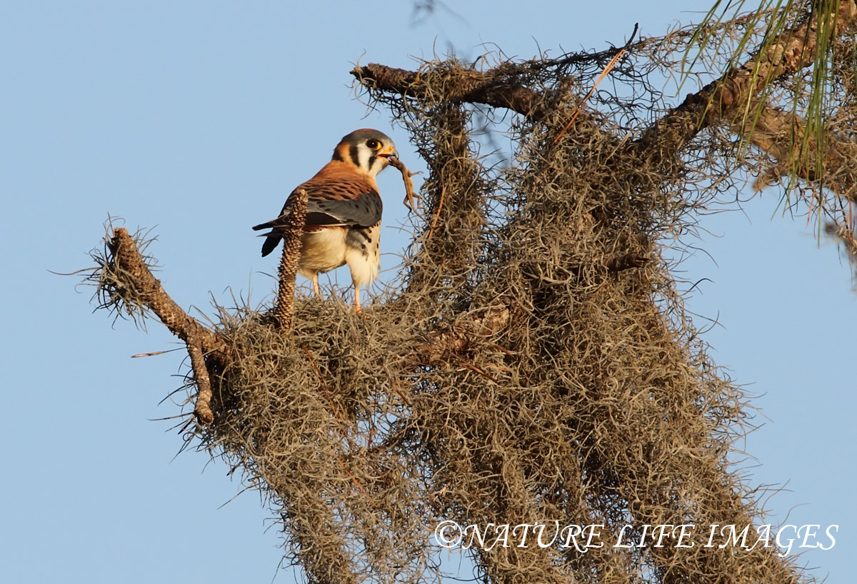 My First Kestrel