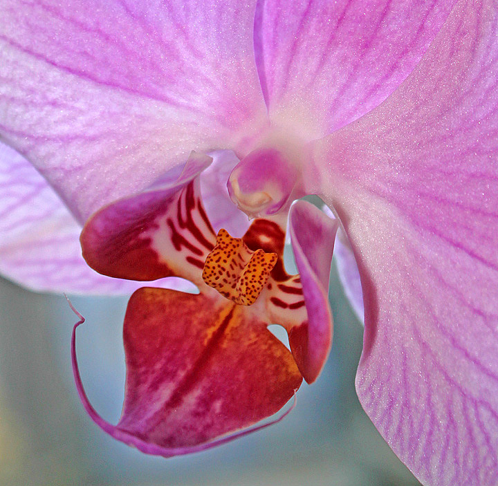 Orchid 