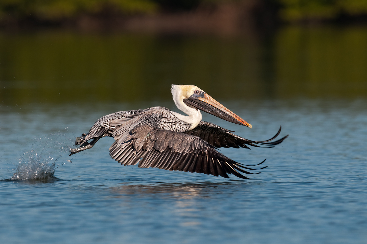 Take-off: Brown Pelican
